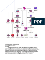 Granulopoiesis Dan