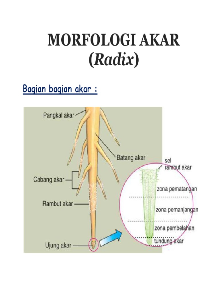 AKAR