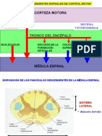 Control Nervioso Sistema Motor