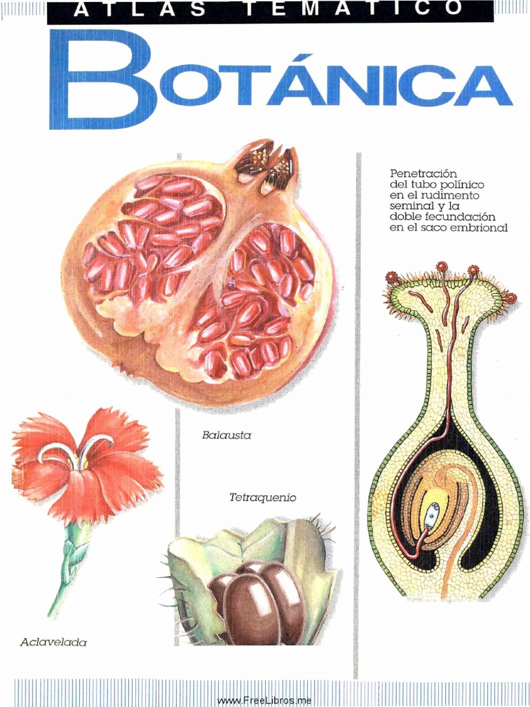 Atlas de Botanica | PDF | Mitosis | Citoplasma