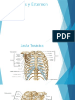 Costillas y Esternon