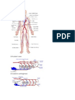 biologuia 6.docx