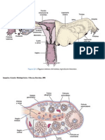 Junqueira Cap22, Aparato Reproductor Femenino