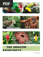 The Amazon Rainforest