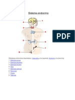 Sistema Endocrino