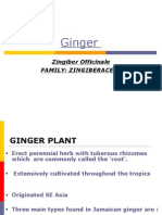 Pharmacology of Ginger