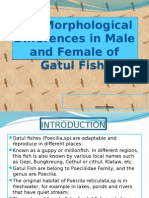The Morphological Differences in Male and Female of Gatul Fish
