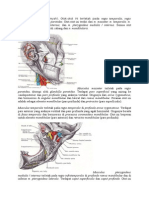 Regio Temporalis