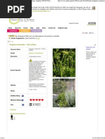 Angelica Sinensis Dang Gui - Dong Quai - Chinese Angelica PFAF Plant Database MED 5