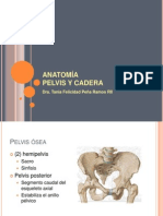 Anatomia Pelvis y Cadera