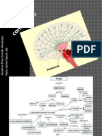 El Tálamo y Sus Conexiones