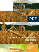 2.1 Tipos y Clasificación Del Trigo