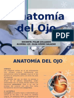 Anatomia Del Ojo