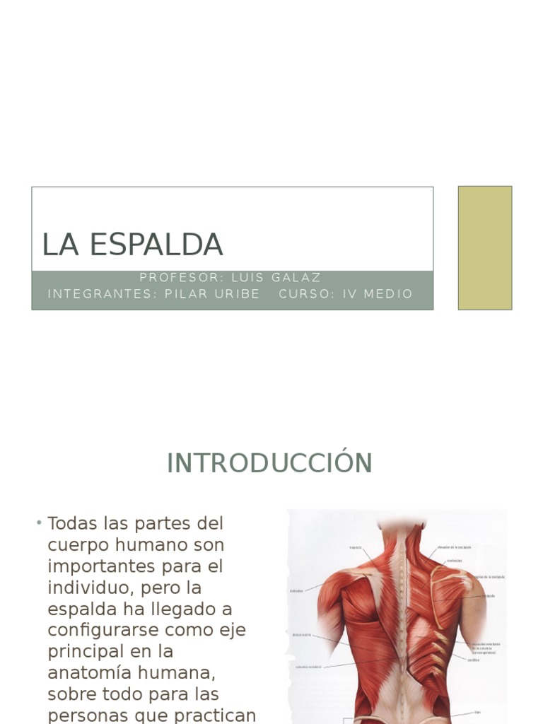 Anatomía y Patologías de la Espalda | PDF | Vértebra | La columna vertebral