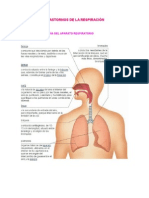 Mecánica de La Respiración