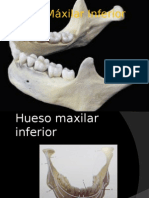 Mandibula Presentacion Scrib