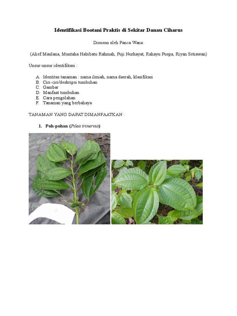 BOTANI PRAKTIS CIHARUScx