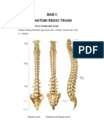 Anatomi Trunk