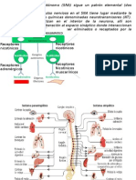 Sistema Nervioso Autonomo