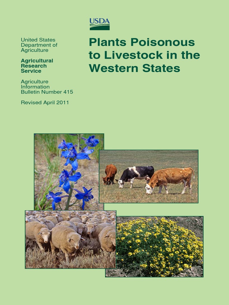 Poisonous Plants Grazing Sheep