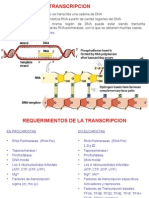 TRANSCRIPCION