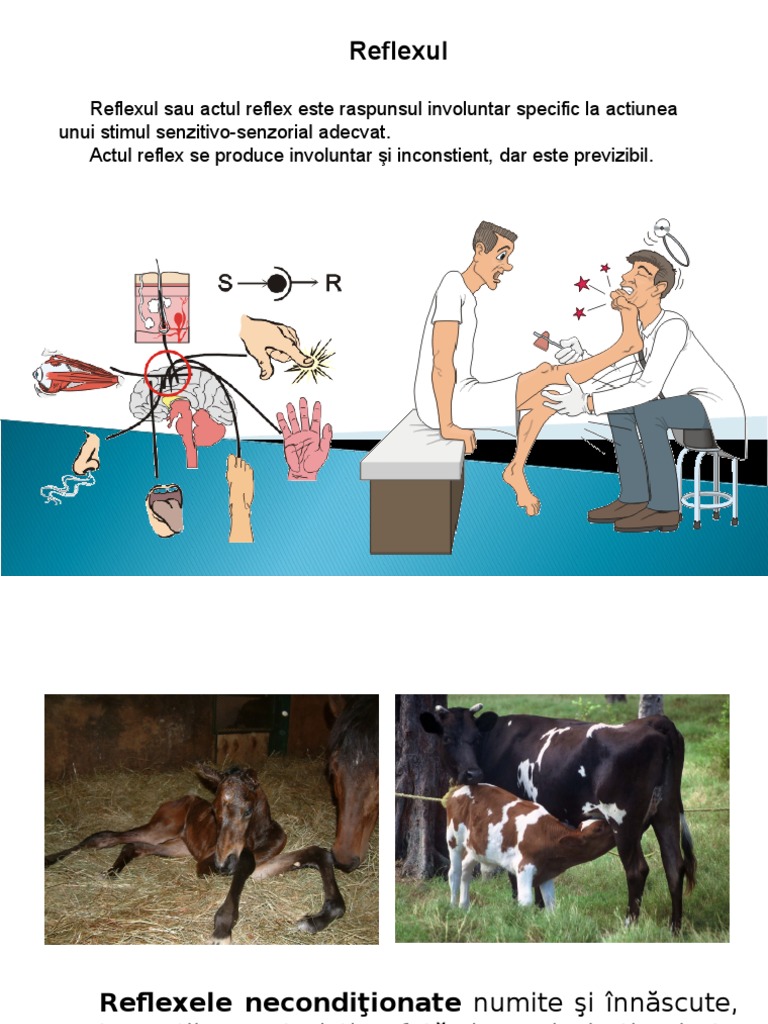 Sistem Nervos, Reflexe | PDF