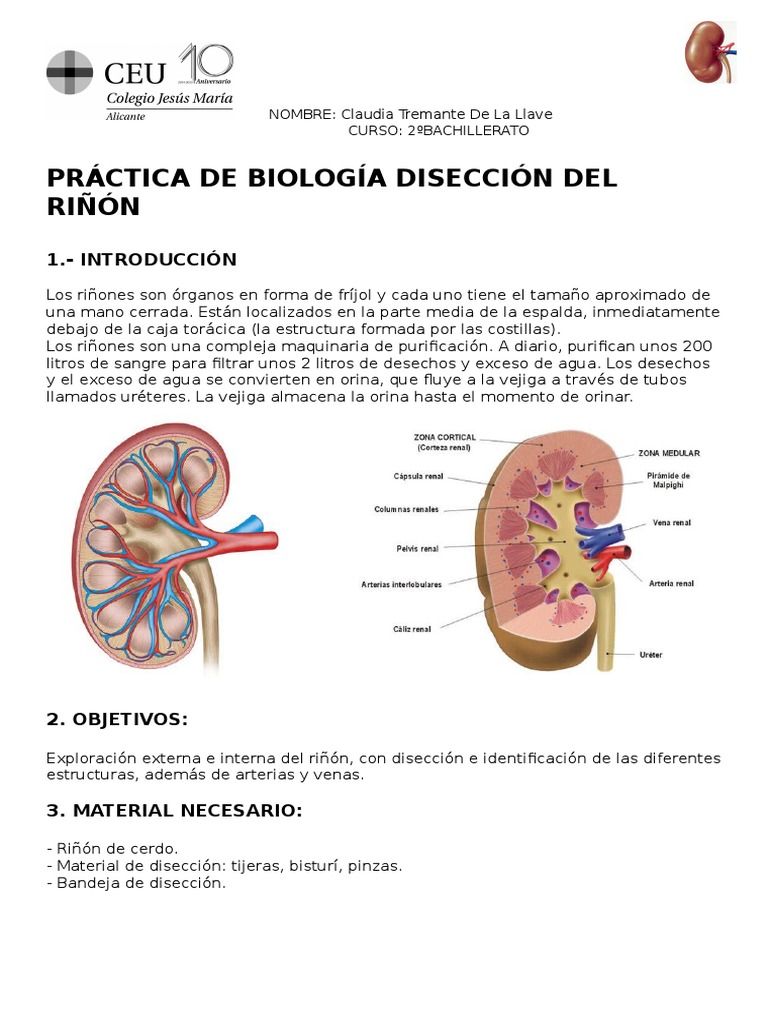 Practica Riñon | PDF