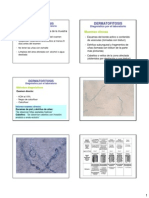 DX Dermatomicosis