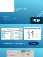 Troncoencéfalo - Embriología