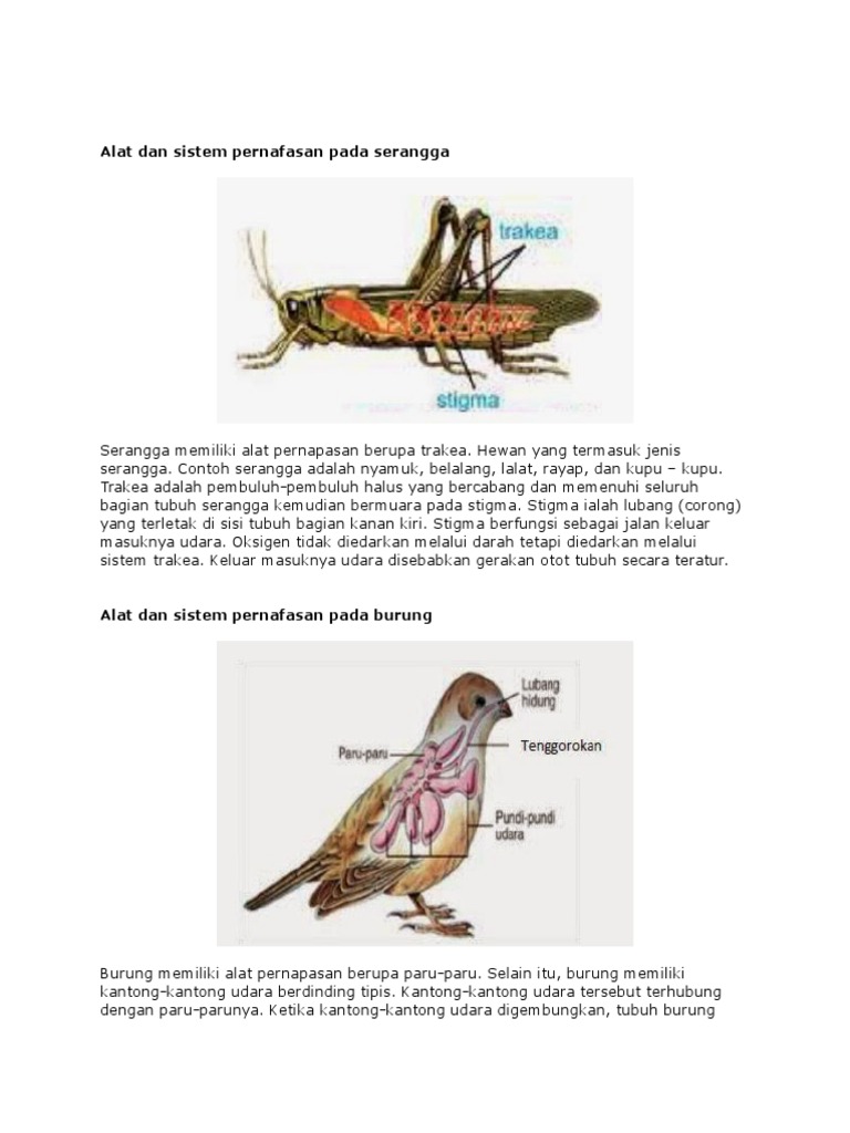  Alat  Dan Sistem  Pernafasan Pada Serangga 