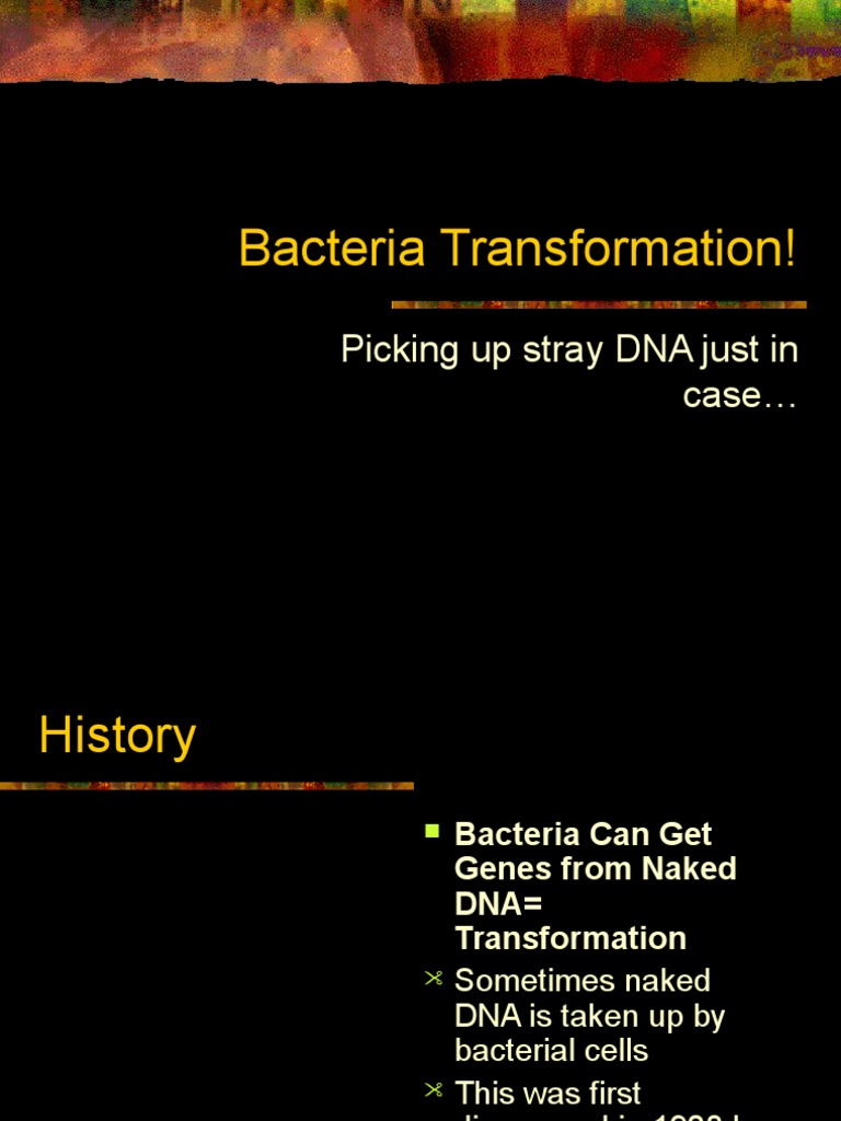 Bacteria Transformation | PDF | Plasmid | Transformation (Genetics)
