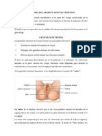 Anatomía Del Aparato Genital Femenino