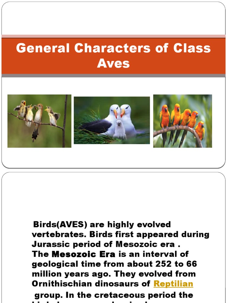 General Characters of Class Aves Birds Organisms