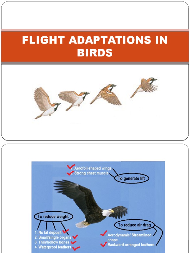 Flight Adaptations in Birds PDF Birds Respiratory System