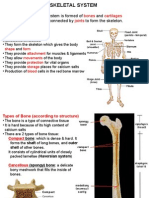 Skeletal System