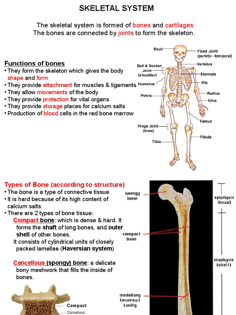Skeletal System | PDF | Vertebra | Vertebral Column