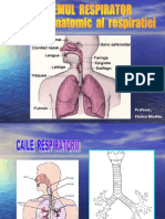 Sistemul Respirator