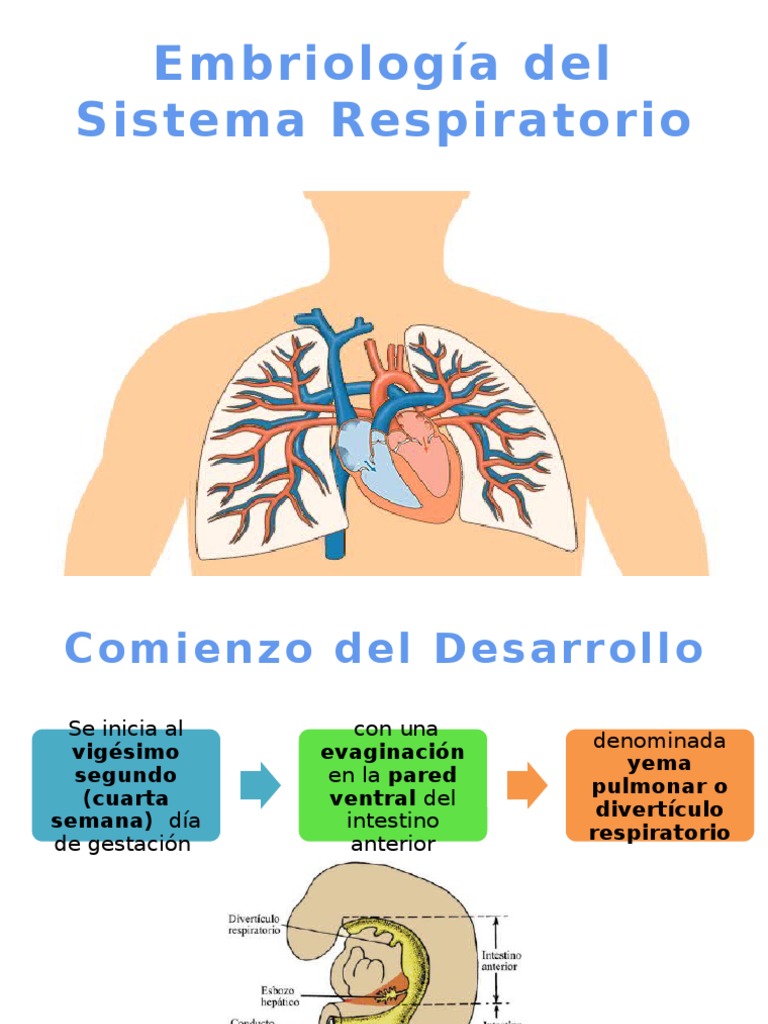 Embriología del Aparato Respiratorio.pptx Pulmón
