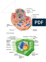 Celula Animal