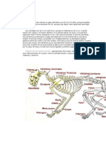 Anatomia Felina