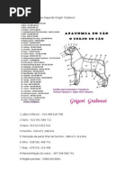 Anatomia Do Cão-grigory Grabovoi