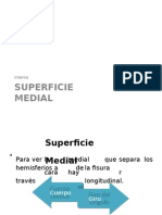 Superficie Medial (1)