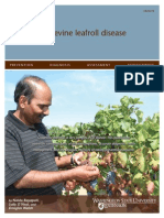 Grapevine Leafroll Disease