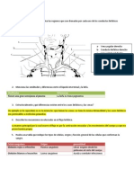 Sistema Linfático