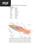 Download Sistem Pencernaan Pada Cumi Dan Udang by Fera Susanti SN282859973 doc pdf