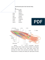 Sistem Pencernaan Pada Cumi Dan Udang