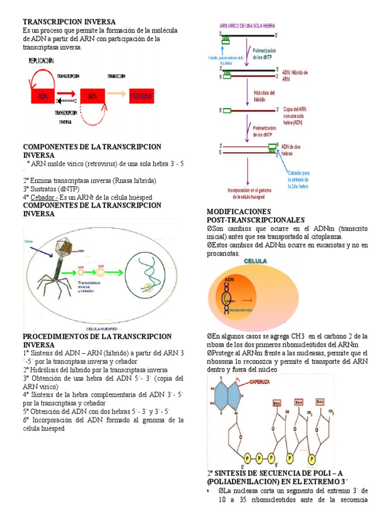 Proceso de Transcripción Inversa | PDF | La transcriptasa inversa | Rna