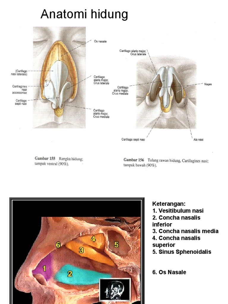 Anatomi Hidung | PDF
