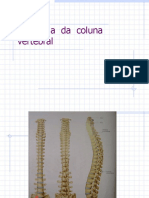 Anatomia Da Coluna Vertebral 2