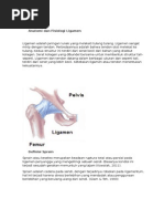 Download Anatomi Dan Fisiologi Ligamen by zulfa SN282898083 doc pdf